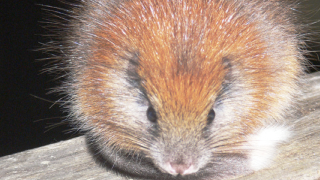 Red-crested rodent reappears after 113 years